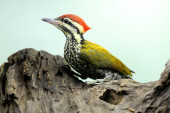A male common flameback or common goldenback is looking for prey in a rotting tree trunk. This bird, which has the scientific name Dinopium javanense, likes to prey on insects and small reptiles.  Poster #624033614