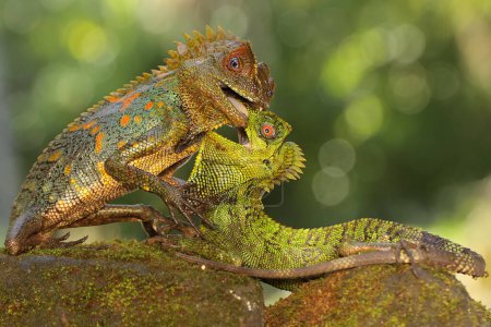 Two forest dragons are fighting for territory. This reptile has the scientific name Gonocephalus chamaeleontinus.  Poster 624163294