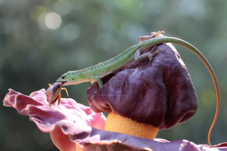 An emerald tree skink (Lamprolepis smaragdina) is eating a cricket in a wildflower. 