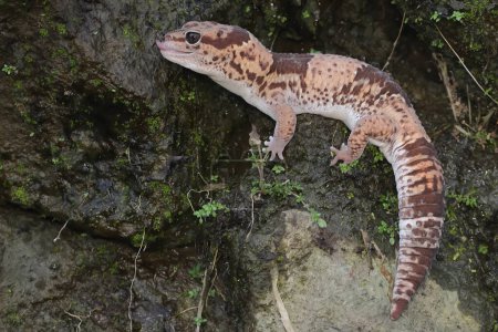 Téléchargez les photos : An African fat tailed gecko is sunbathing before starting his daily activities. This reptile has the scientific name Hemitheconyx caudicinctus. - en image libre de droit