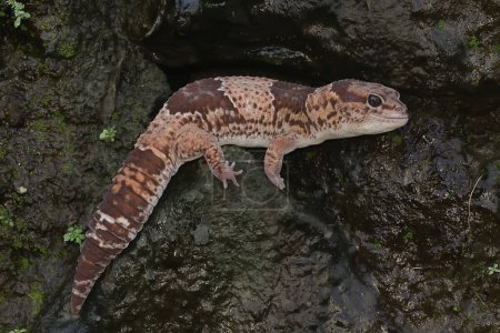 Foto de An African fat tailed gecko is sunbathing before starting his daily activities. This reptile has the scientific name Hemitheconyx caudicinctus. - Imagen libre de derechos