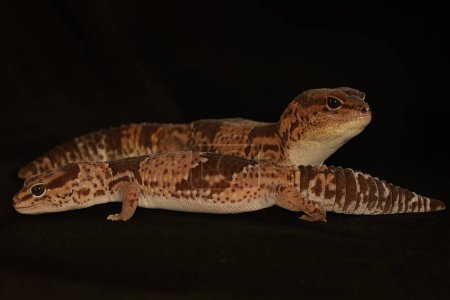Téléchargez les photos : A pair of African fat tailed geckos are getting ready to mate. Selective focus with black BG. This reptile has the scientific name Hemitheconyx caudicinctus. - en image libre de droit