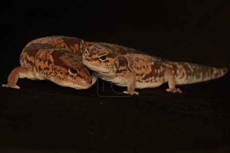 Photo for A pair of African fat tailed geckos are getting ready to mate. Selective focus with black BG. This reptile has the scientific name Hemitheconyx caudicinctus. - Royalty Free Image