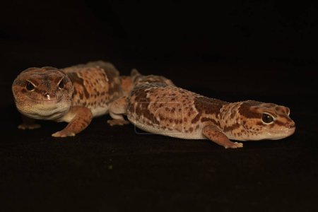 Téléchargez les photos : A pair of African fat tailed geckos are getting ready to mate. Selective focus with black BG. This reptile has the scientific name Hemitheconyx caudicinctus. - en image libre de droit