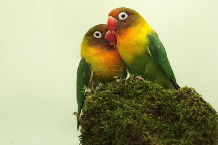 Téléchargez les photos : A pair of lovebirds are foraging on moss-covered ground. This bird which is used as a symbol of true love has the scientific name Agapornis fischeri. - en image libre de droit