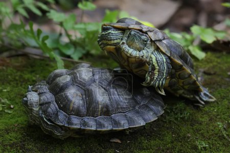 Téléchargez les photos : Two red eared slider tortoises are basking on the moss-covered ground on the riverbank. This reptile has the scientific name Trachemys scripta elegans. - en image libre de droit
