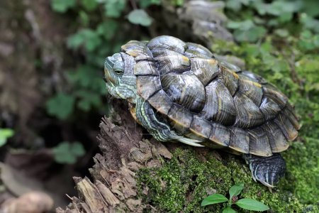 Foto de A red eared slider tortoise is basking on the moss-covered ground on the riverbank. This reptile has the scientific name Trachemys scripta elegans. - Imagen libre de derechos