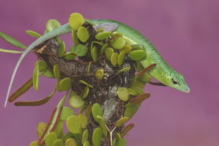 Ein Smaragdbaumskink sonnt sich, bevor er seine täglichen Aktivitäten aufnimmt. Dieses leuchtend grüne Reptil trägt den wissenschaftlichen Namen Lamprolepis smaragdina.