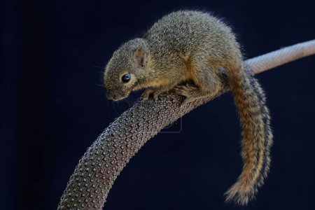 Foto de Una joven ardilla de plátano se alimenta de un montón de óvulos de anturio. Este mamífero roedor tiene el nombre científico Callosciurus notatus. - Imagen libre de derechos