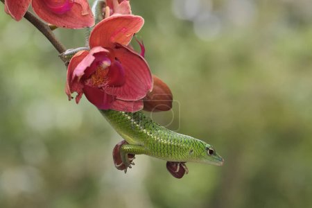 Foto de An emerald tree skink is sunbathing on a flower-filled moth orchid stalk before starting its daily activities. This reptile has the scientific name Lamprolepis smaragdina. - Imagen libre de derechos