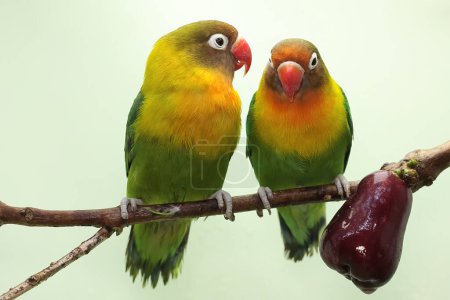 Foto de A pair of lovebirds are perched on a branch of a pink Malay apple tree. This bird which is used as a symbol of true love has the scientific name Agapornis fischeri. - Imagen libre de derechos