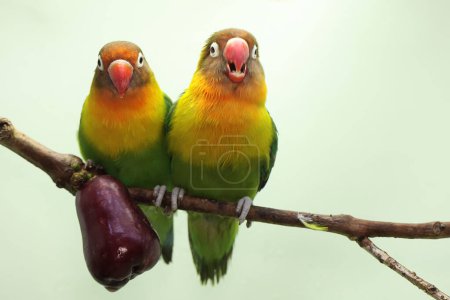 Photo for A pair of lovebirds are perched on a branch of a pink Malay apple tree. This bird which is used as a symbol of true love has the scientific name Agapornis fischeri. - Royalty Free Image
