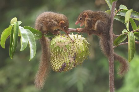 Photo for Two young Javan treeshrews eating ripe soursop fruit. This rodent mammal has the scientific name Tupaia javanica. - Royalty Free Image