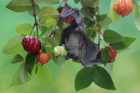 Photo for A mother short nosed fruit bat is resting while holding her baby on a fruit-filled Surinam cherry branch. This flying mammal has the scientific name Cynopterus minutus. - Royalty Free Image
