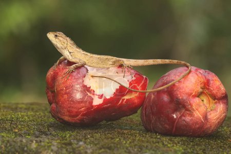 Photo for An oriental garden lizard is hunting for fruit flies on a pink Malay apple that has fallen to the ground. This reptile has the scientific name Calotes versicolor. - Royalty Free Image