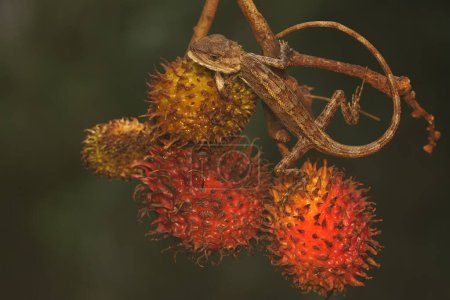 Photo for An oriental garden lizard is sunbathing in a collection of rambutan fruit before starting its daily activities. This reptile has the scientific name Calotes versicolor. - Royalty Free Image