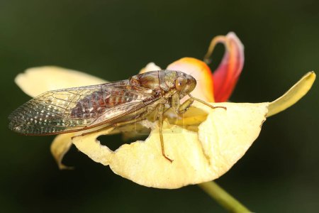 Téléchargez les photos : Une cigale du soir est perchée sur une fleur sauvage. Cet insecte porte le nom scientifique de Tanna japonensis. - en image libre de droit