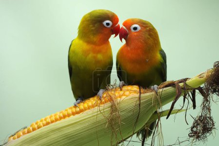 Foto de Un par de tortolitos se posan sobre un grano de maíz que está listo para ser cosechado. Esta ave que se utiliza como símbolo del amor verdadero tiene el nombre científico Agapornis fischeri. - Imagen libre de derechos