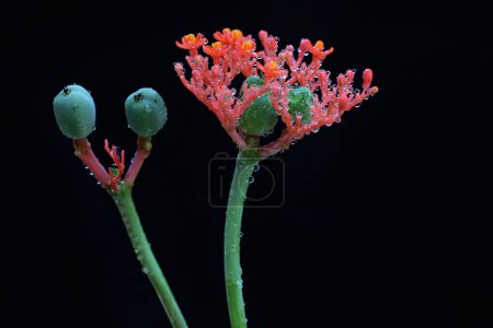 Photo for The buddha belly or goutystalk nettlespurge flower is in bloom. This herbaceous plant has the scientific name Jatropha podagrica. - Royalty Free Image
