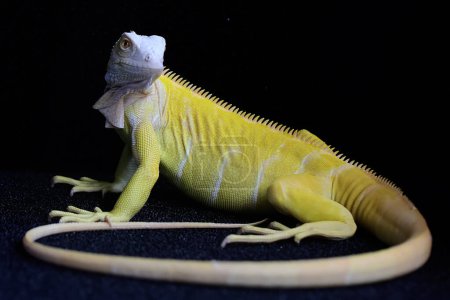 Téléchargez les photos : A yellow iguana (Iguana iguana) with an elegant pose. Selective focus on black background. - en image libre de droit
