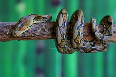 Photo for A reticulated python resting on a dry tree trunk by twisting its body. This reptile has the scientific name Malayopython reticulatus. - Royalty Free Image