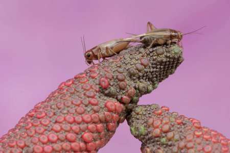 Foto de Two field crickets eating anthurium seeds. This insect has the scientific name Gryllus campestris. - Imagen libre de derechos