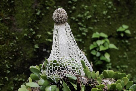 Téléchargez les photos : The beauty of the bridal veil mushroom growing on weathered tree trunks. This mushroom has the scientific name Phallus indusiatus. - en image libre de droit