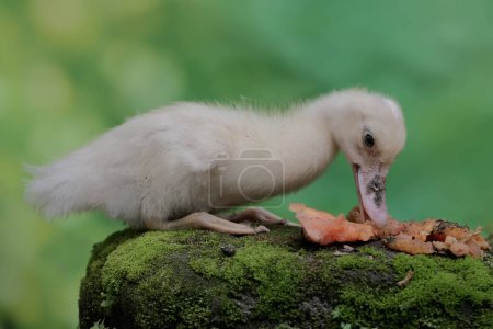 A muscovy duck eating a ripe papaya that fell on a rock overgrown with moss. This duck has the scientific name Cairina moschata.