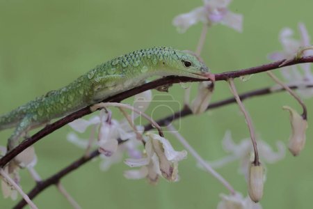 An emerald tree skink is sunbathing in a wild orchid flower arrangement before starting its daily activities. This reptile has the scientific name Lamprolepis smaragdina.