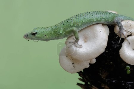 An emerald tree skink is hunting for insects in a wild mushroom colony growing on weathered tree trunks. This reptile has the scientific name Lamprolepis smaragdina.
