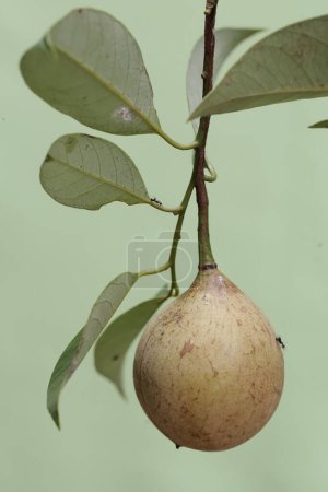 Photo for Young nutmegs are pale yellow in color. This useful fruit for spices has the scientific name Myristica fragrans. - Royalty Free Image