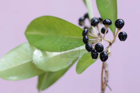 Photo for The beauty of a series of ripe shoebutton fruit. This plant whose leaves and fruit are widely used as ingredients for traditional medicines has the scientific name Ardisia elliptica. - Royalty Free Image