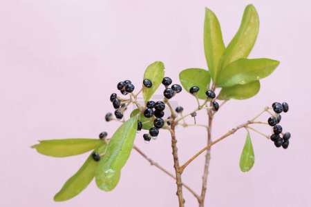 Photo for The beauty of a series of ripe shoebutton fruit. This plant whose leaves and fruit are widely used as ingredients for traditional medicines has the scientific name Ardisia elliptica. - Royalty Free Image