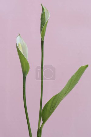Téléchargez les photos : La beauté de la fleur blanche pure de lis de paix. Cette plante a le nom scientifique Spathiphyllum wallisii. - en image libre de droit