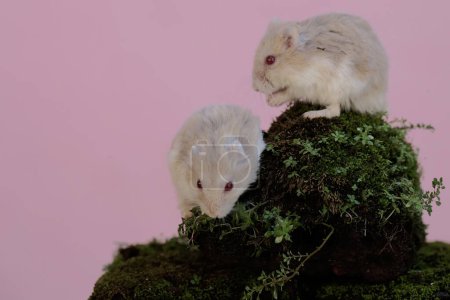 Téléchargez les photos : Deux hamsters nains Campbell cherchent de la nourriture sur un rocher recouvert de mousse. Ce rongeur a le nom scientifique Phodopus campbelli. - en image libre de droit