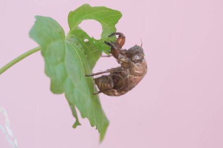 The remaining skin from the molting process of an evening cicada is stuck to the leaves. This insect has the scientific name Tanna japonensis.