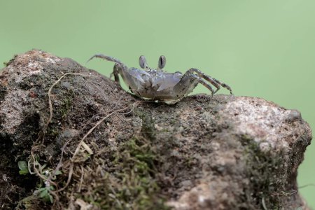 Photo for A Kuhl's ghost crab is looking for food on a rock overgrown with algae on the beach. This crab has the scientific name Ocypode kuhlii. - Royalty Free Image