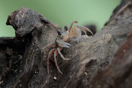 Téléchargez les photos : Un crabe fantôme de Kuhl est à la recherche de nourriture dans le bois altéré sur la plage. Ce crabe a le nom scientifique Ocypode kuhlii. - en image libre de droit