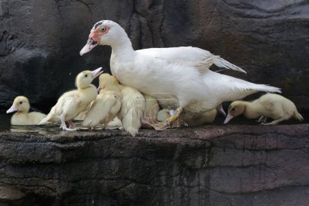 A muscovy duck mother is sunbathing by the side of a small pool with her babies. This duck has the scientific name Cairina moschata.