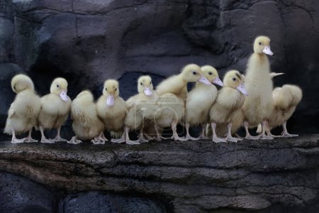 Une colonie de bébés canards musqués se prélasse au bord d'un petit étang. Ce canard porte le nom scientifique Cairina moschata.