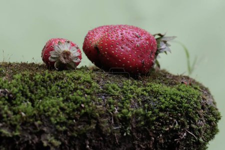 Ripe strawberries that have fallen to the ground. This plant has the scientific name Fragaria x ananassa.
