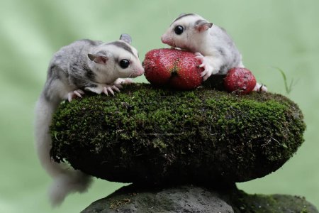 Two young sugar gliders are eating strawberries that have fallen to the ground. This mammal has the scientific name Petaurus breviceps.