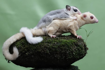 A mother sugar glider is looking for food while holding her two babies. 