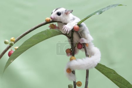 A young mosaic sugar glider eating wildfruits. This mammal has the scientific name Petaurus breviceps.