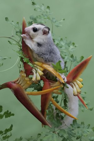 A young mosaic sugar glider eating wild banana flowers. This mammal has the scientific name Petaurus breviceps.