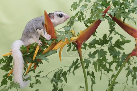 Un jeune planeur de sucre en mosaïque mangeant des fleurs de banane sauvage. Ce mammifère porte le nom scientifique de Petaurus breviceps.