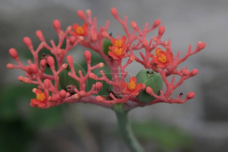 Photo for The buddha belly or goutystalk nettlespurge flower is in bloom. This herbaceous plant has the scientific name Jatropha podagrica. - Royalty Free Image