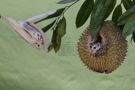 An albino sugar glider mother is gliding towards the durian fruit while holding her baby. This mammal has the scientific name Petaurus breviceps.