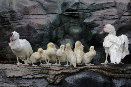 Un par de patos adultos están tomando el sol junto a una pequeña piscina con sus bebés. Este pato tiene el nombre científico Cairina moschata.