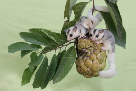 Two young mosaic sugar gliders eating a custard apple ripe on a tree. This mammal has the scientific name Petaurus breviceps.